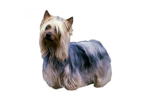 Silky dog hot sale breed